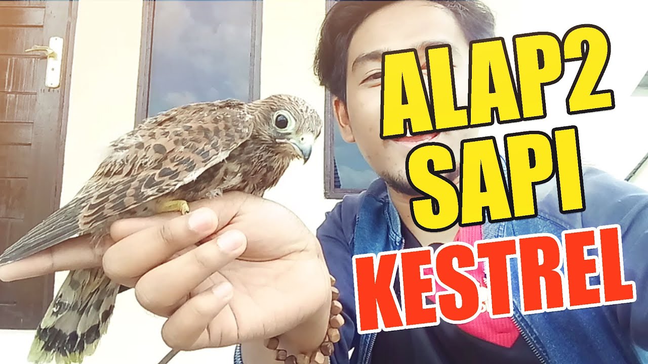 Detail Alap Alap Kestrel Nomer 11