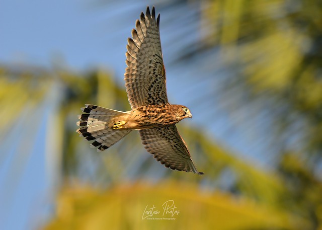 Detail Alap Alap Kestrel Nomer 16
