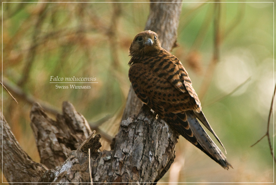 Detail Alap Alap Kestrel Nomer 18