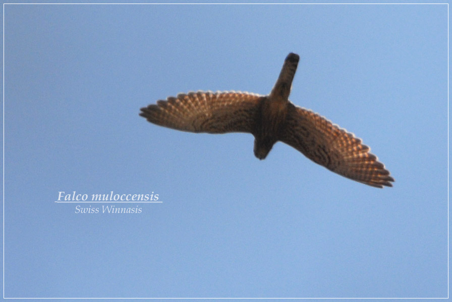 Detail Alap Alap Kestrel Nomer 19