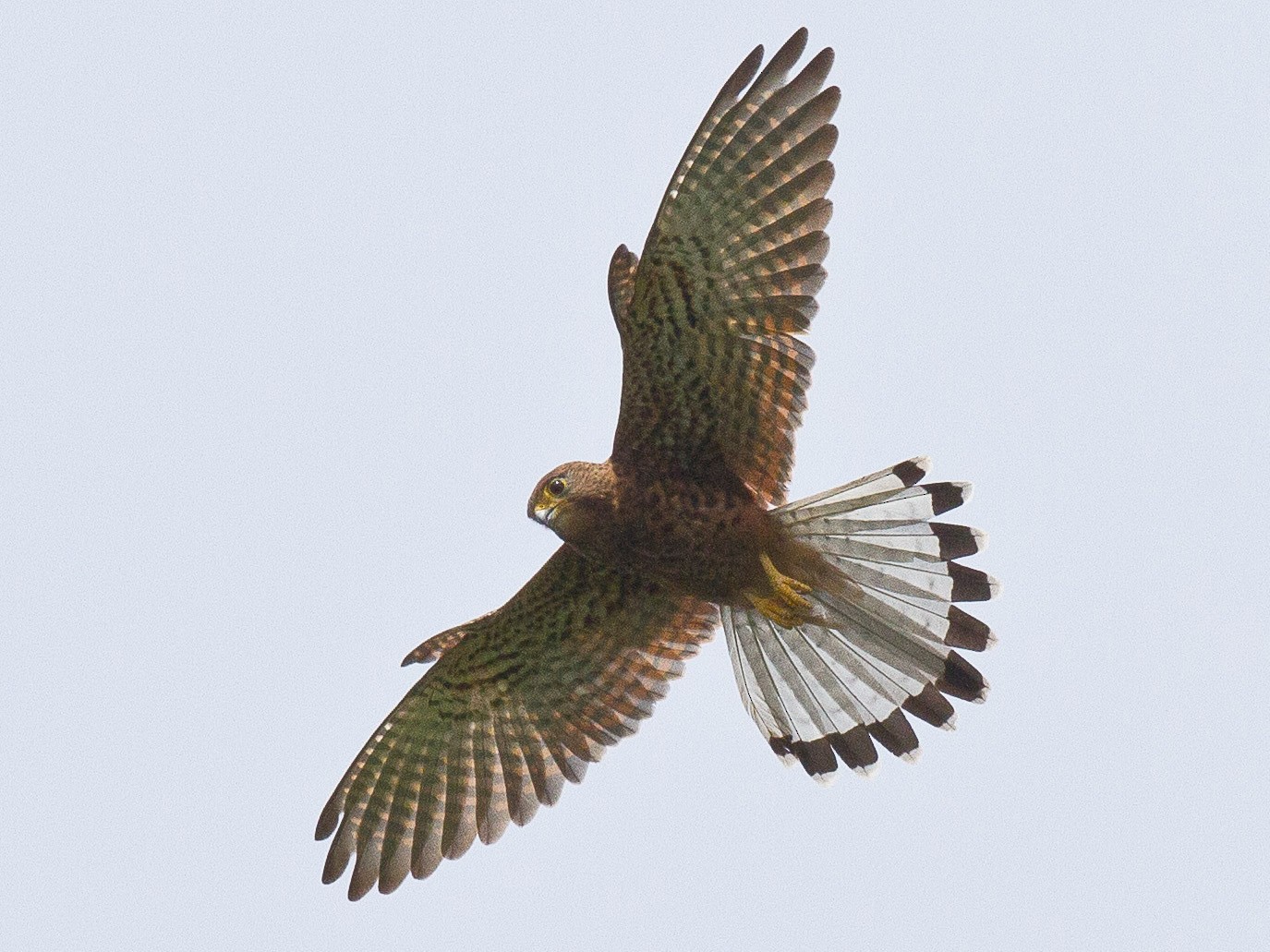 Detail Alap Alap Kestrel Nomer 3