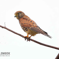 Detail Alap Alap Kestrel Nomer 21