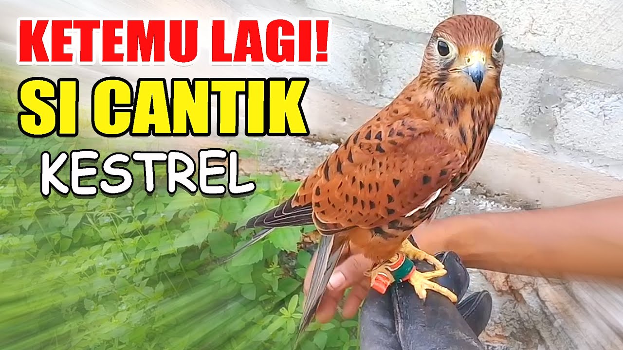 Detail Alap Alap Kestrel Nomer 4