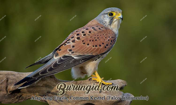 Detail Alap Alap Kestrel Nomer 29