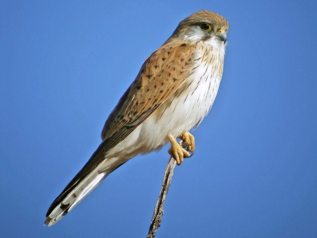 Detail Alap Alap Kestrel Nomer 33