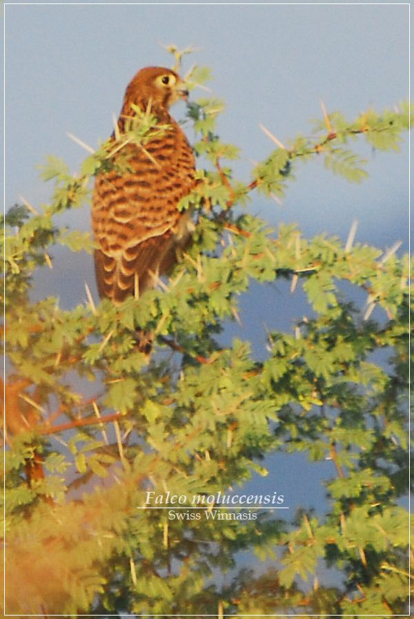 Detail Alap Alap Kestrel Nomer 38