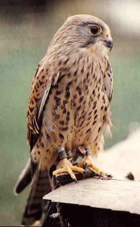 Detail Alap Alap Kestrel Nomer 5