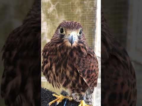 Detail Alap Alap Kestrel Nomer 42