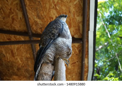 Detail Alap Alap Kestrel Nomer 43
