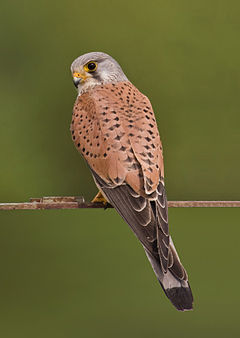 Detail Alap Alap Kestrel Nomer 6