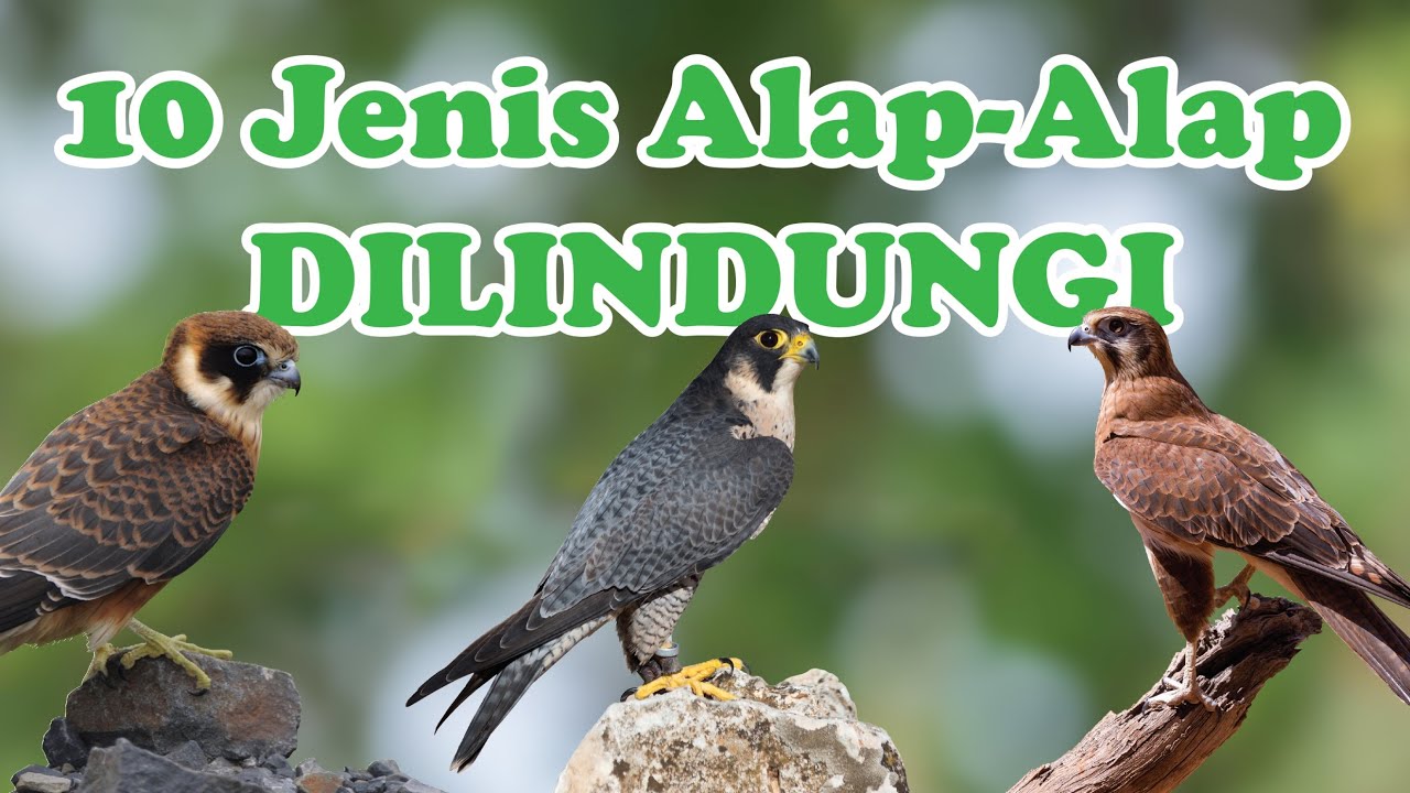 Detail Alap Alap Kestrel Nomer 50