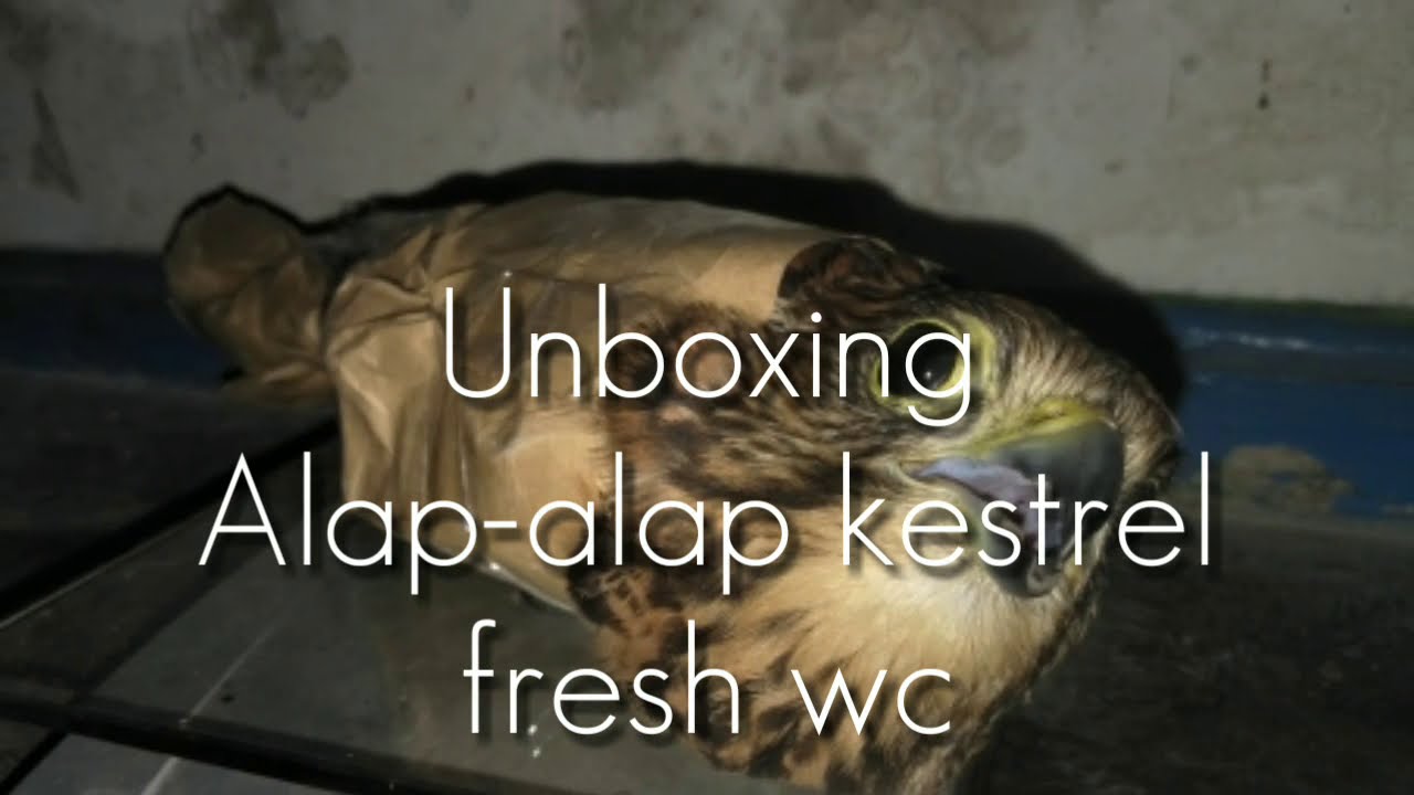 Detail Alap Alap Kestrel Nomer 51