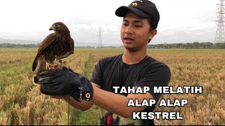 Detail Alap Alap Kestrel Nomer 53