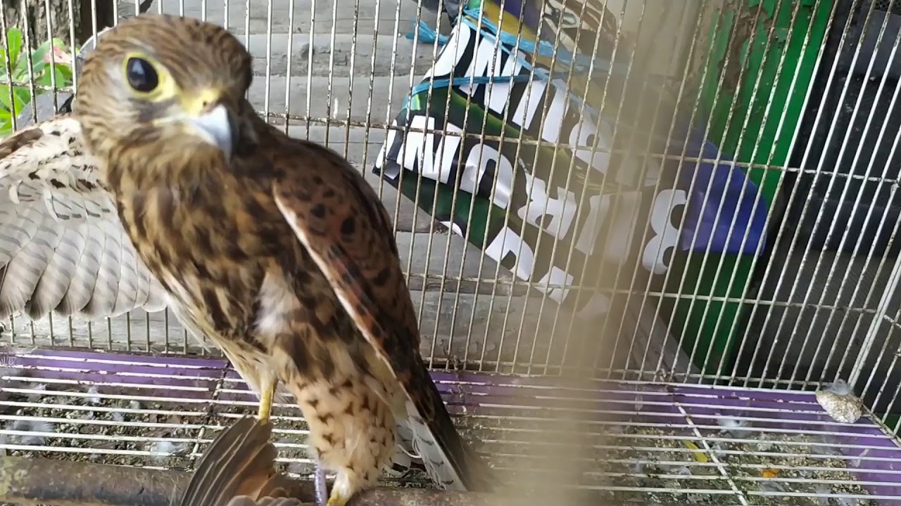 Detail Alap Alap Kestrel Nomer 7