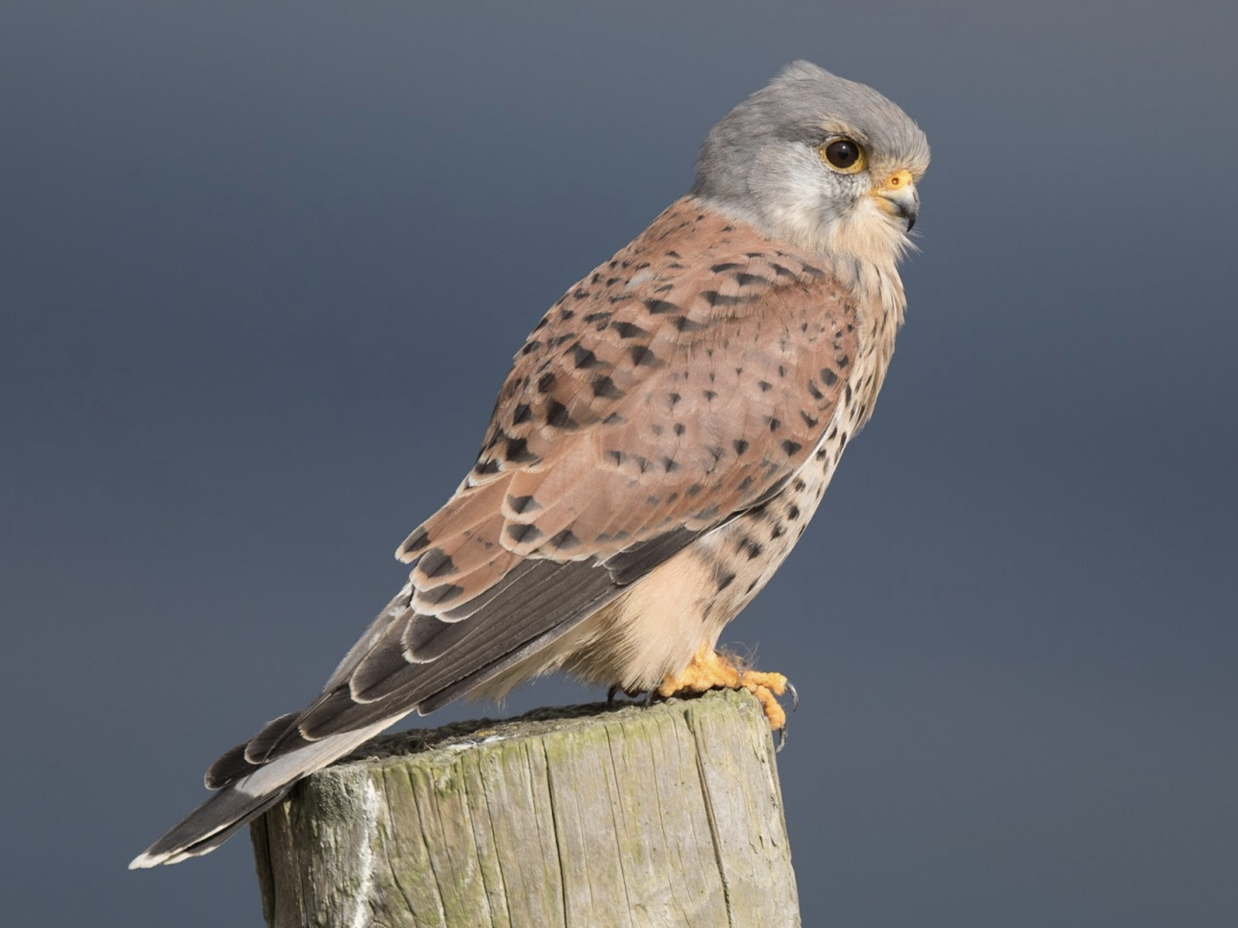 Detail Alap Alap Kestrel Nomer 8