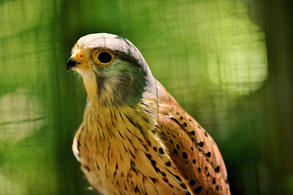 Detail Alap Alap Kestrel Nomer 9
