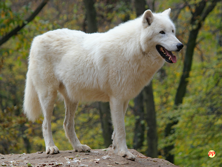 Detail Alaskan Malamute Putih Nomer 11