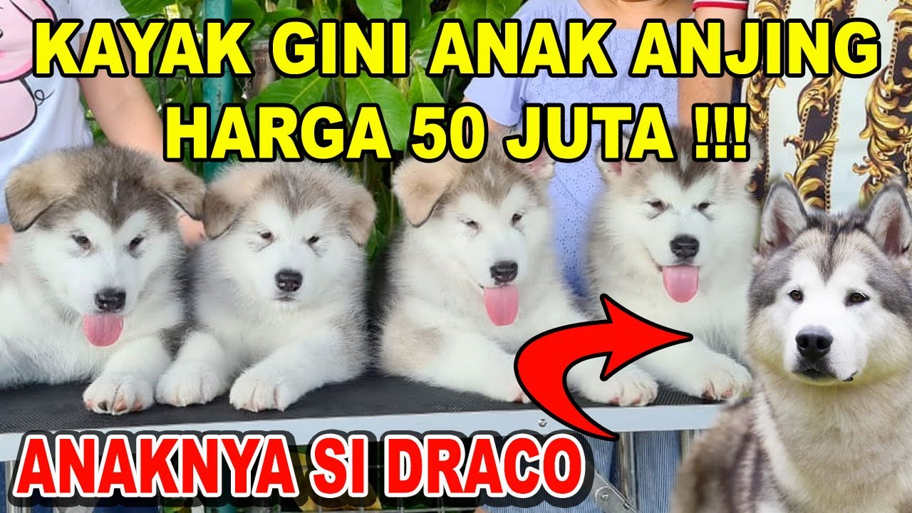 Detail Alaskan Malamute Putih Nomer 23