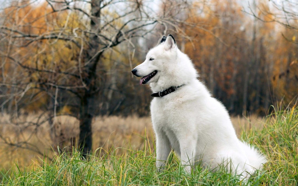 Detail Alaskan Malamute Putih Nomer 4