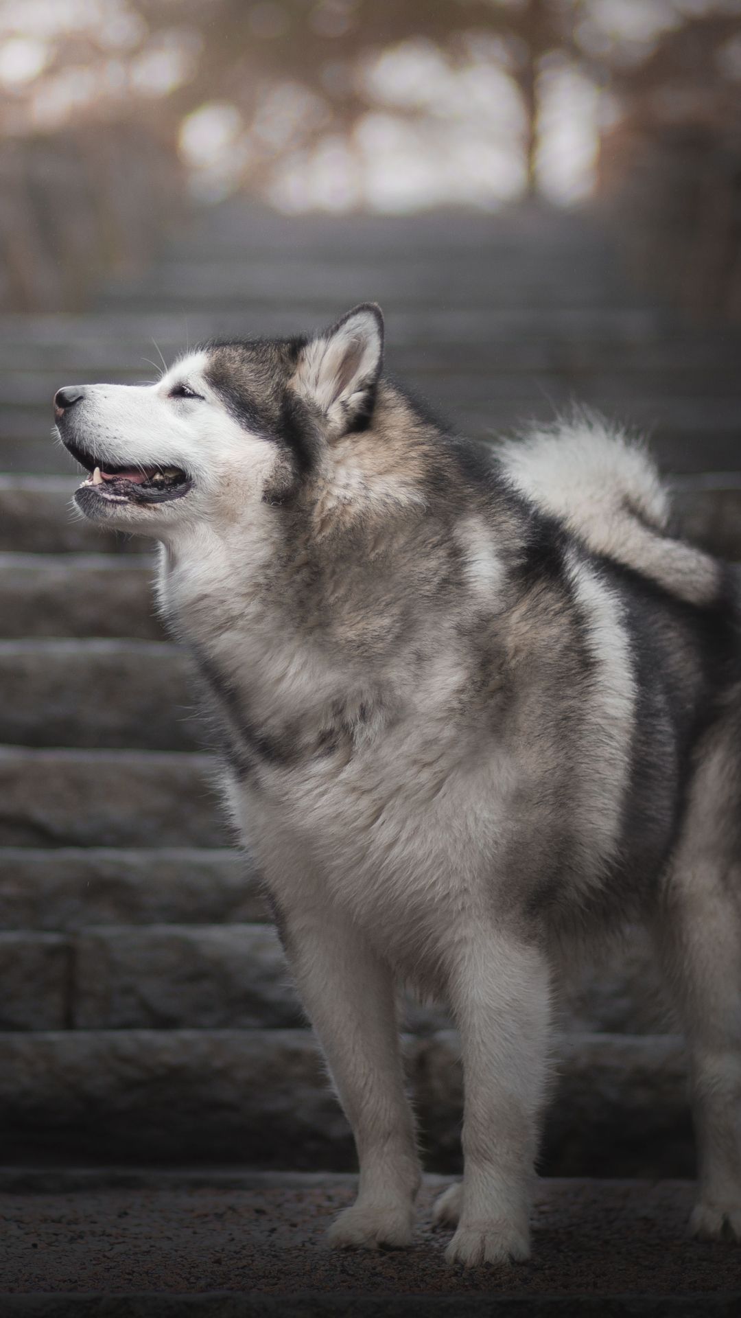 Detail Alaskan Malamute Wallpaper Nomer 3