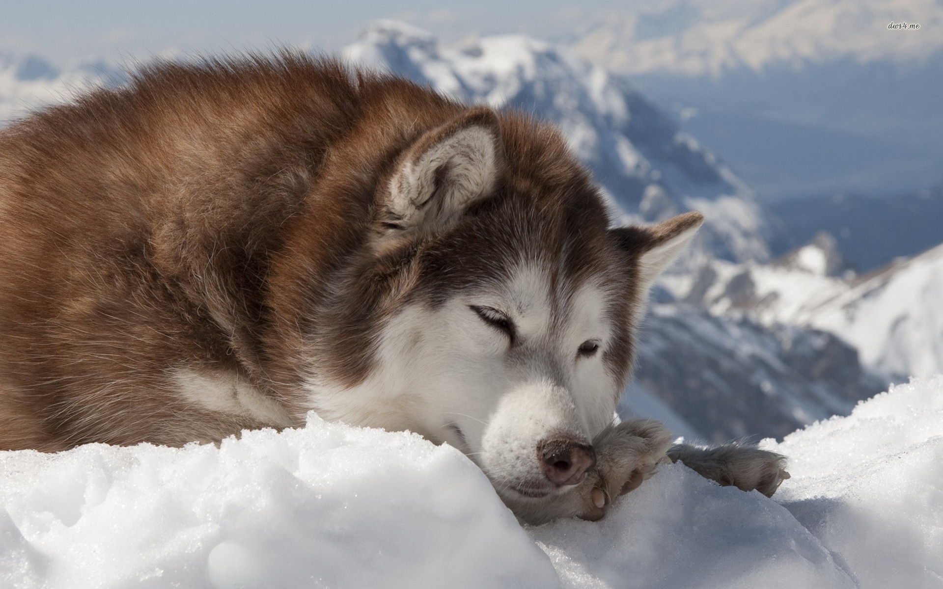 Detail Alaskan Malamute Wallpaper Nomer 25