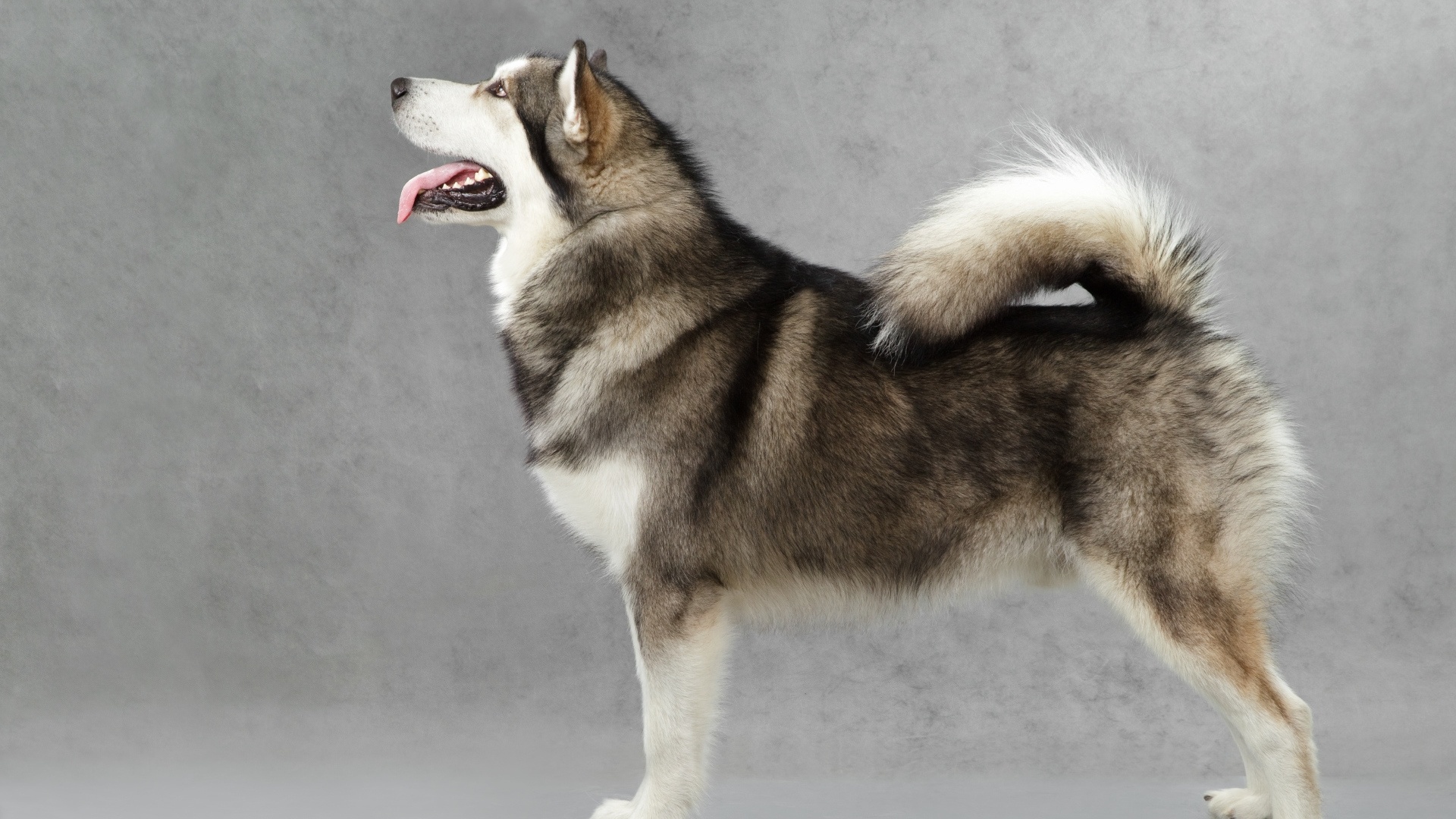 Detail Alaskan Malamute Wallpaper Nomer 39