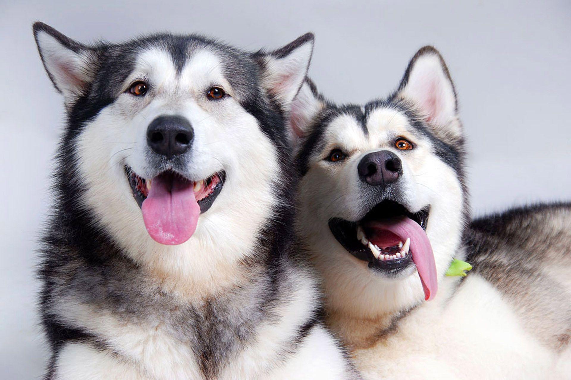 Download Alaskan Malamute Wallpaper Nomer 6