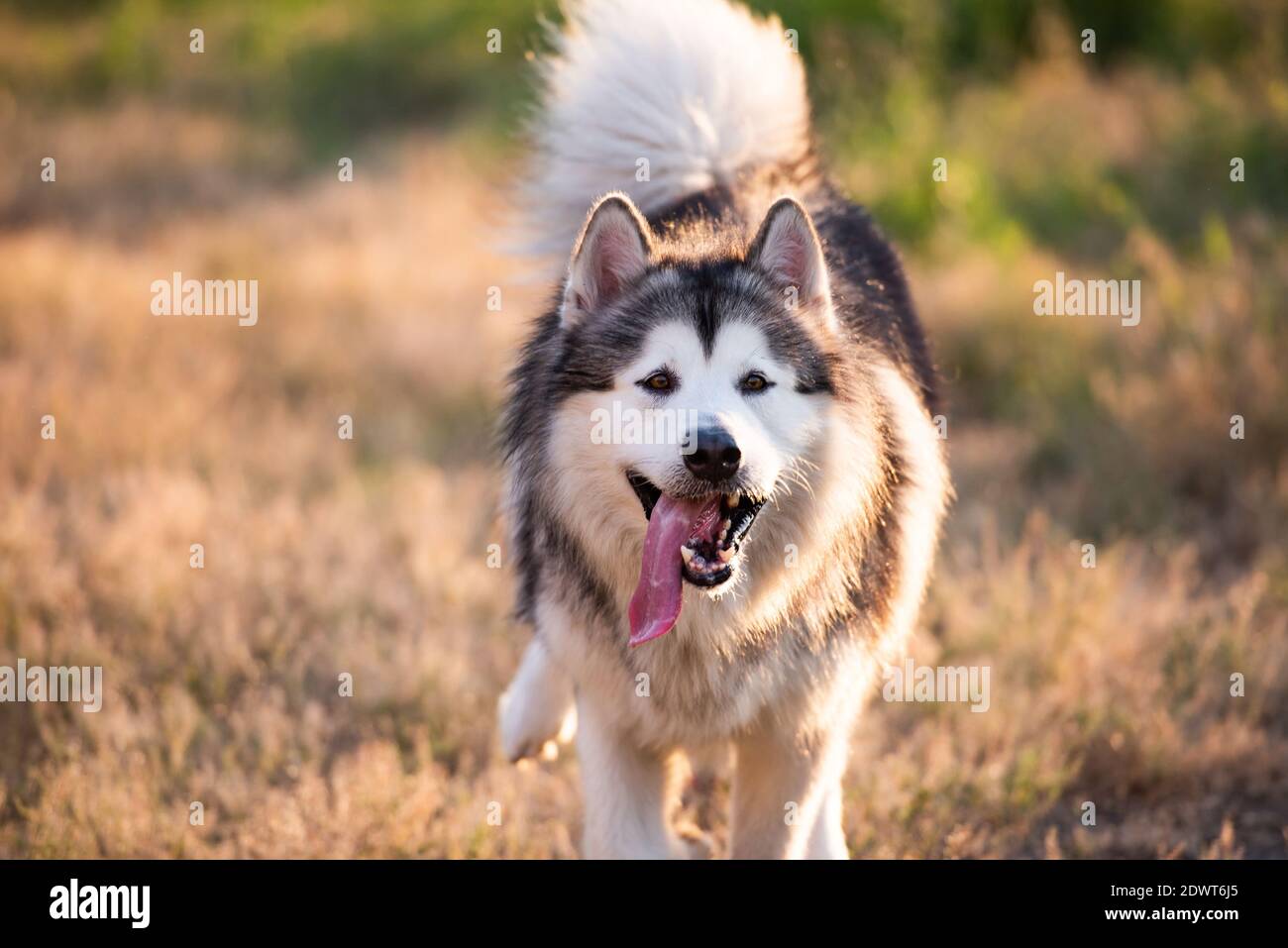 Detail Alaskan Malamute Wallpaper Nomer 49