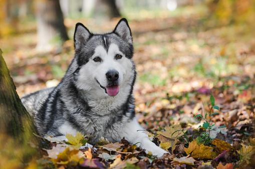 Detail Alaskan Malamute Wallpaper Nomer 50