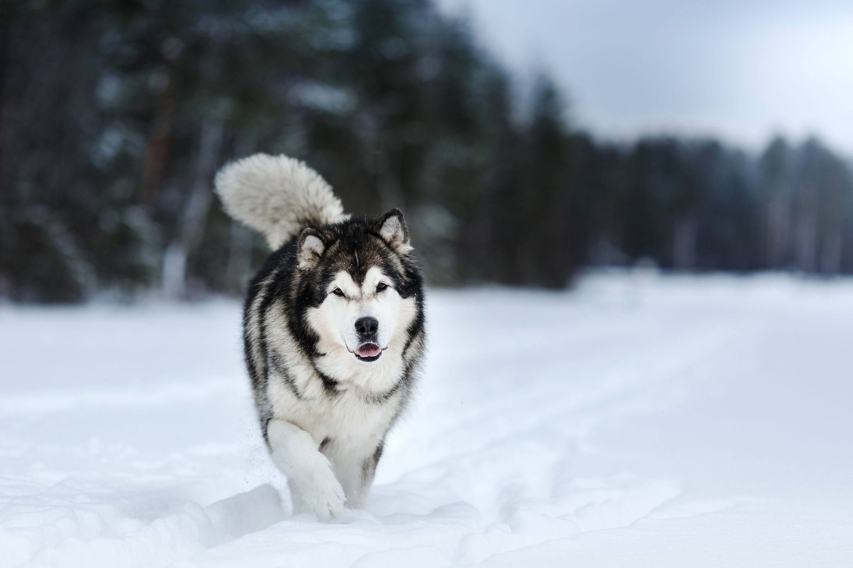 Alaskan Malamute Wallpaper Hd - KibrisPDR