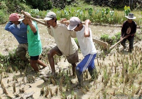 Detail Alat Bajak Sawah Sederhana Nomer 12