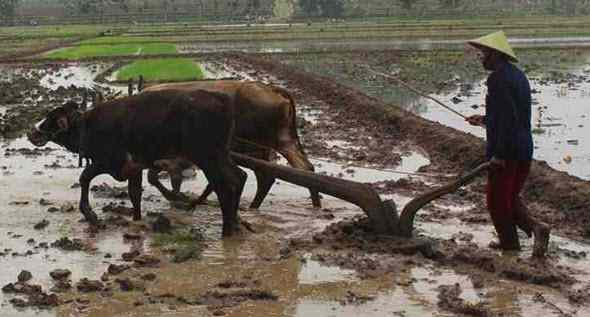 Detail Alat Bajak Sawah Sederhana Nomer 29