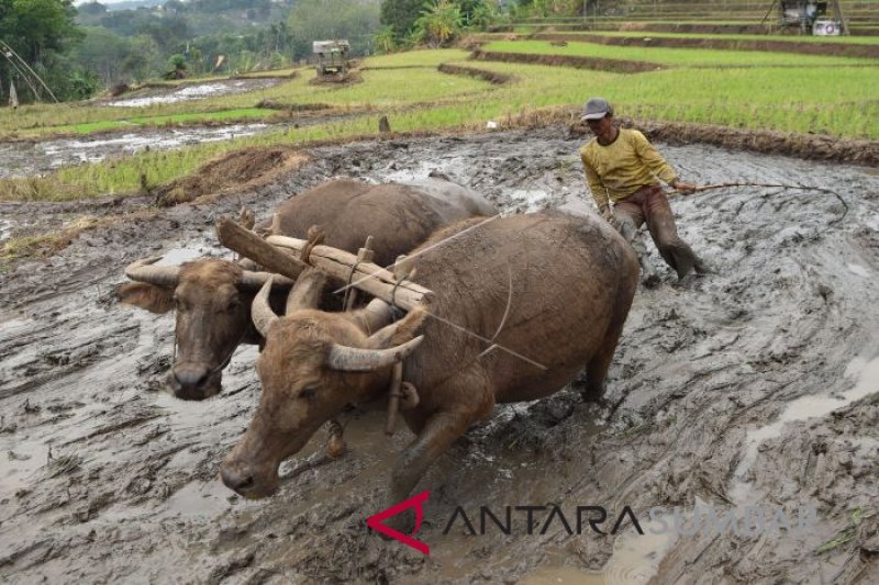 Detail Alat Bajak Sawah Sederhana Nomer 36