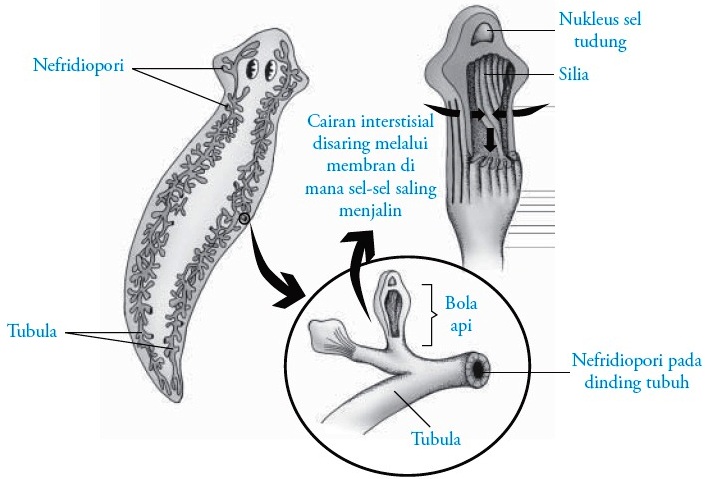 Detail Alat Ekskresi Planaria Nomer 2