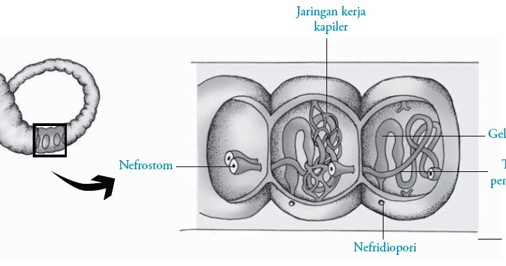Detail Alat Ekskresi Planaria Nomer 10