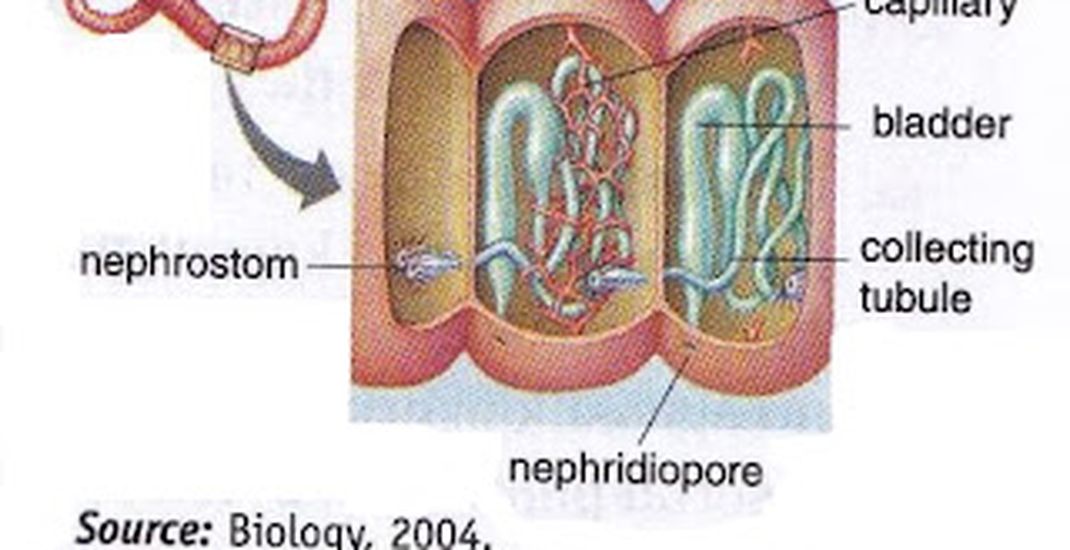 Detail Alat Ekskresi Planaria Nomer 11
