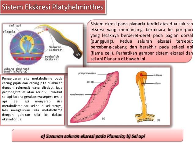 Detail Alat Ekskresi Planaria Nomer 13