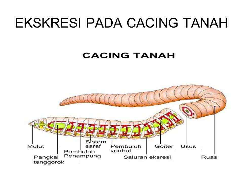 Detail Alat Ekskresi Planaria Nomer 15
