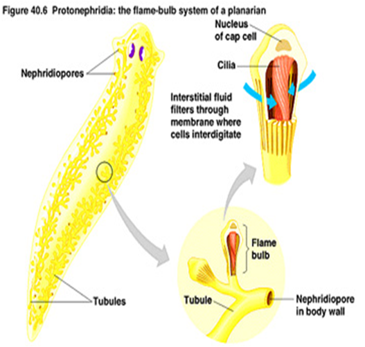 Detail Alat Ekskresi Planaria Nomer 17