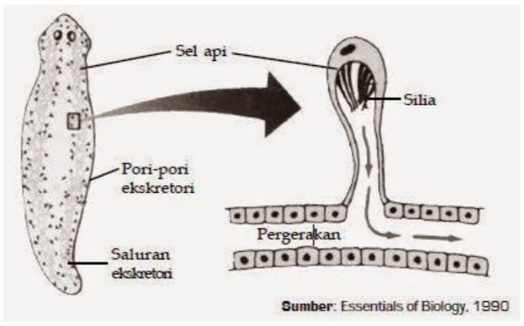 Detail Alat Ekskresi Planaria Nomer 3