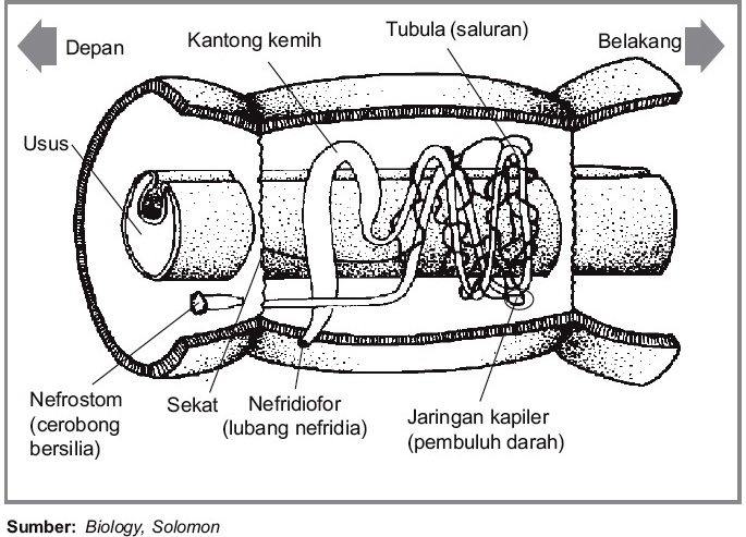 Detail Alat Ekskresi Planaria Nomer 20