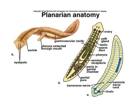 Detail Alat Ekskresi Planaria Nomer 22