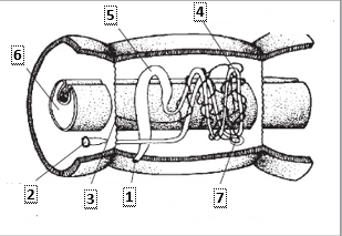 Detail Alat Ekskresi Planaria Nomer 23