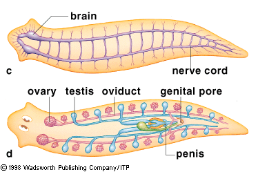 Detail Alat Ekskresi Planaria Nomer 24