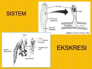 Detail Alat Ekskresi Planaria Nomer 25