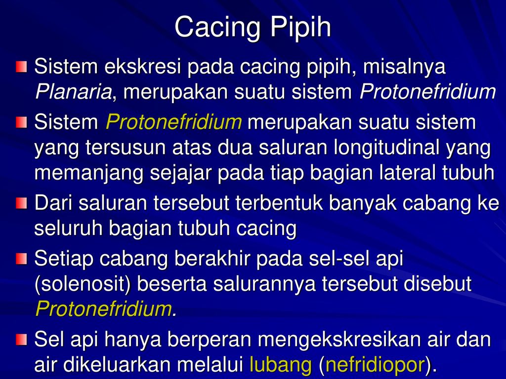 Detail Alat Ekskresi Planaria Nomer 26