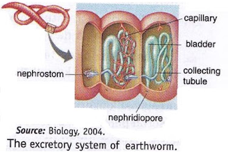 Detail Alat Ekskresi Planaria Nomer 27