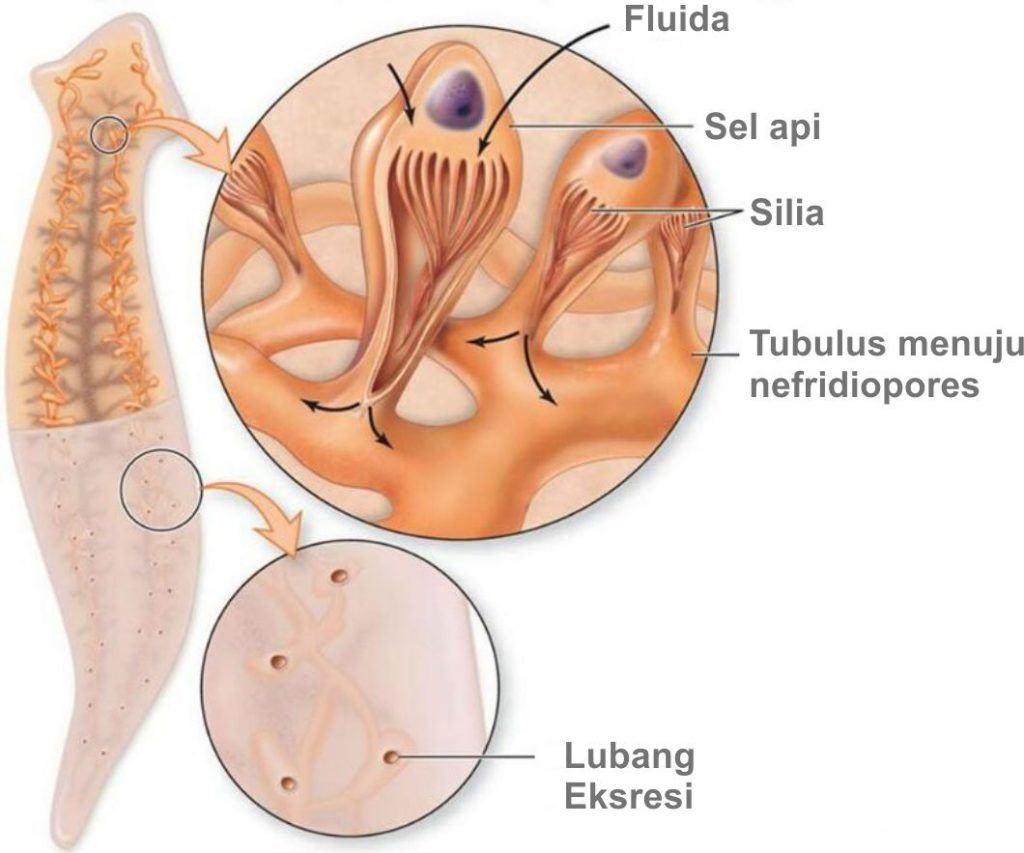 Detail Alat Ekskresi Planaria Nomer 4