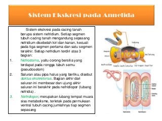 Detail Alat Ekskresi Planaria Nomer 29
