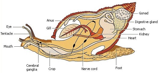 Detail Alat Ekskresi Planaria Nomer 31